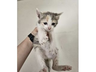 3 splendide gattine di solo 2 mesi
