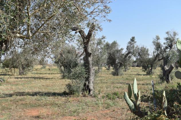 Indipendente in vendita a Copertino - Foto 12