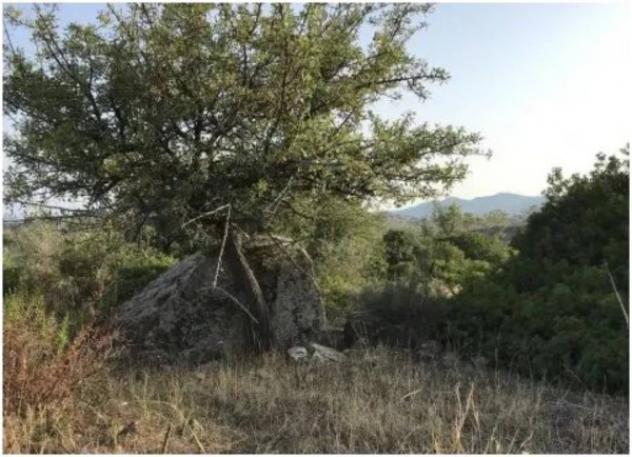 Immobile in asta di 32550 m² in vendita a Ferruzzano - Foto 3