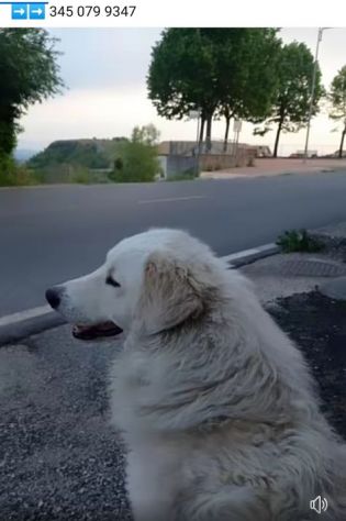PASQUALE MERAVIGLIOSO; CANE IN ADOZIONE - Foto 4