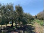 Agricolo in vendita a Pedara