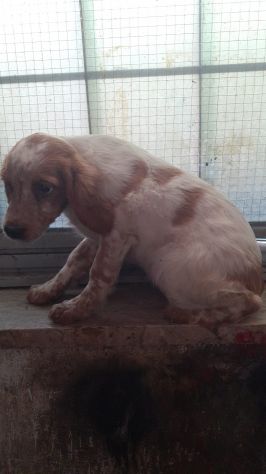 Cucciole di Espaniel Breton - Foto 4