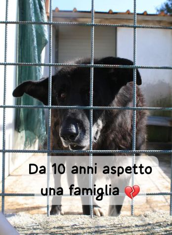 RINCHIUSO IN CANILE DA 10 ANNI NONNO NOIR - Foto 4