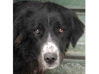 CANE IN ADOZIONE: GEORGIE