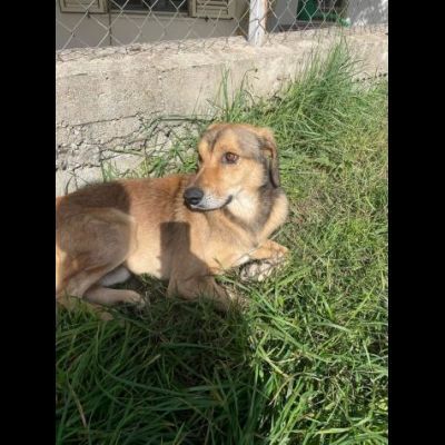 UGOLINO DOCILE, GLI PIACE FARSI COCCOLARE CAGNOLINO IN ADOZIONE - Foto 8