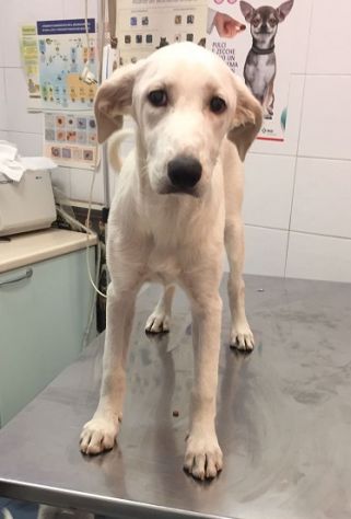 BELLA, dolcissima cucciolotta - Foto 5