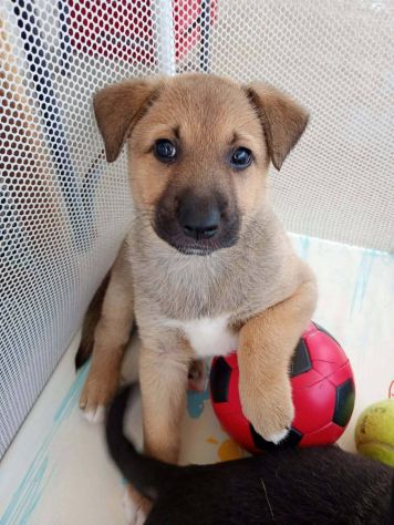 Ares cucciolo - Foto 2