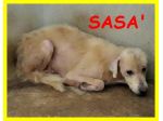 SASA', SIMIL LABRADOR HA URGENTE BISOGNO DI AIUTO