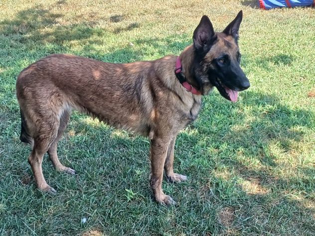 LAIKA, Pastore Belga Malinois, adozione del cuore - Foto 6