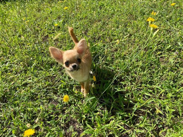 Cuccioli chihuahua