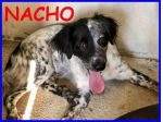 NACHO, DOLCE SIMIL SETTER SOLO INCANILE CERCA CASA