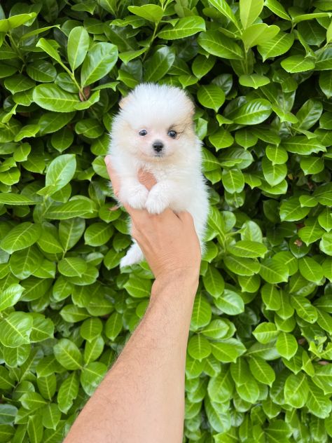 Cuccioli della Pomerania - Foto 6