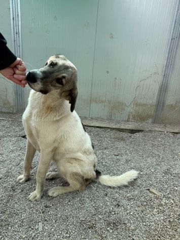 Maya: bellissima principessa taglia grande - Foto 4