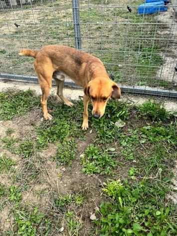 DIAMANTE SOCIEVOLE DELICATO CANE IN ADOZIONE TG CONTENUTA - Foto 10