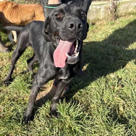 POPPY DELIZIOSA E GIOIOSA, SIMIL LABRADOR CANE IN ADOZIONE - Foto 4