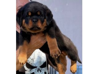 ROTTWEILER CON PEDIGREE