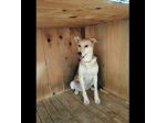 CALLAS DELIZIOSA CAGNOLINA IN ADOZIONE