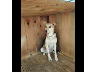 CALLAS DELIZIOSA CAGNOLINA IN ADOZIONE