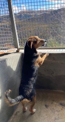 VERCINGETORIGE UN 'OPPORTUNITÀ DI VITA CAGNOLINO IN ADOZIONE - Foto 4