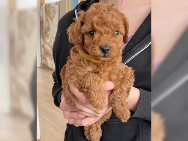 Cuccioli di Barboncino