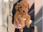 Cuccioli di Barboncino