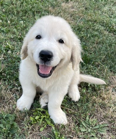 DISPONIBILI SPLENDIDI CUCCIOLI DI GOLDEN RETRIEVER - Foto 10