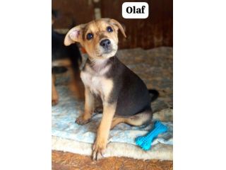 Olaf cucciolo taglia medio piccola