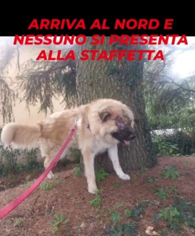 Mix Pastore dei Carpazi 2anni ha xso 1occhio! VOGHERA(PV) - Foto 7