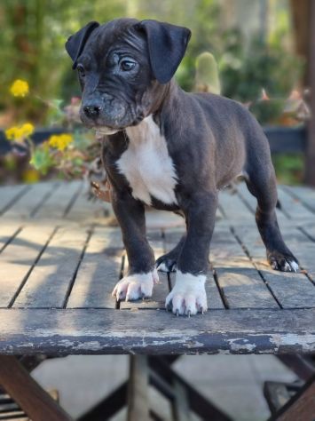 Cuccioli femmine e maschi Amstaff - Foto 3