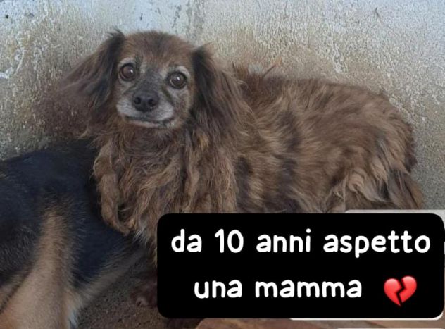PIUMA 10 ANNI 12 kg circa
