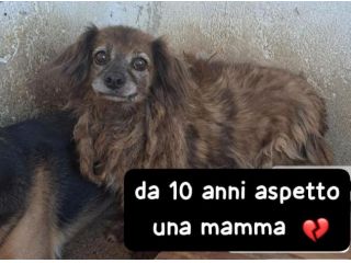 PIUMA 10 ANNI 12 kg circa
