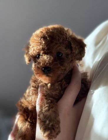 Disponibile cucciolata di barboncini, barboncino e barboncine - Foto 2