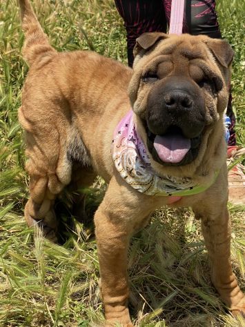 Adotta Anita dal canile, simil Shar pei
