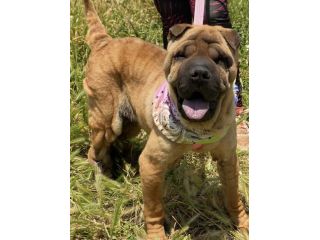 Adotta Anita dal canile, simil Shar pei