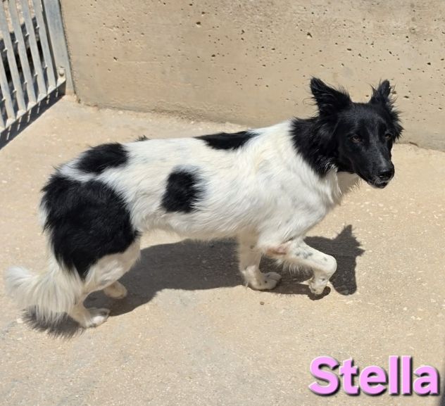 STELLA - Foto 10