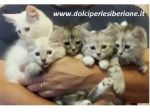 CUCCIOLI GATTO SIBERIANO IPOALLERGENICO DOLCISSIMI- ITALIA