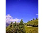 Residence Garni Hotel Vineus