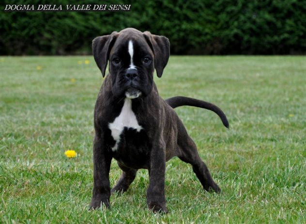 BOXER CUCCIOLI DISPONIBILI - Foto 6