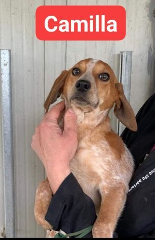 Erano solo cucciole,  CAMILLA e CATERINA CERCANO SALVEZZA CAGNOLINE IN ADOZIONE - Foto 2