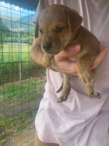 Romeo cucciolo - Foto 4