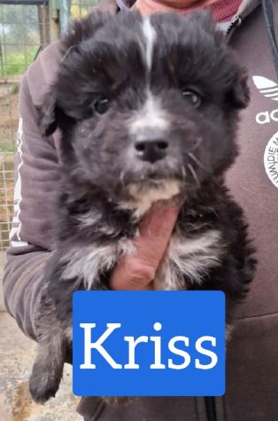CUCCIOLI 2 MESI taglia media IN CANILE - Foto 4