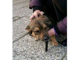 NERONE, tenero cagnolino