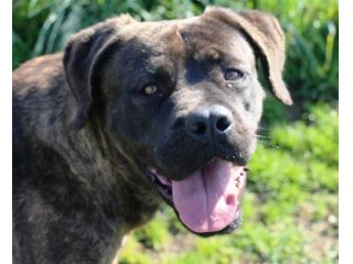 Carisma meravigliosa derivata cane corso
