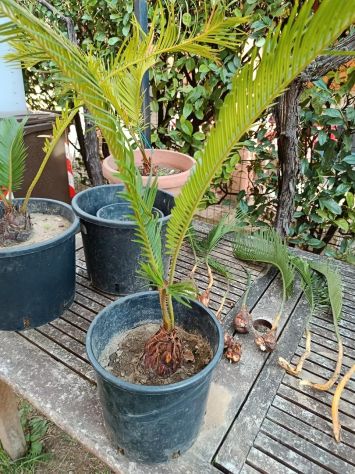 Cycas Revoluta - Foto 5
