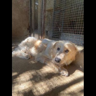 UN'OCCASIONE PER ARMANDINO: cane in adozione nato nel dicembre 2023 - Foto 7