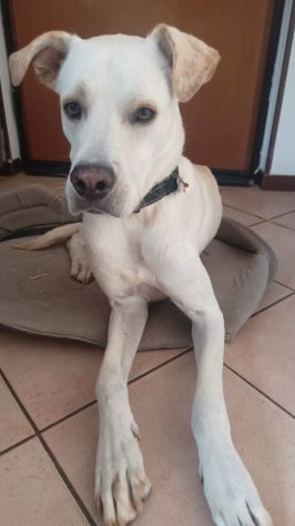 GANDALF, 1 ANNO E MEZZO LA FAMIGLIA NON LO VUOLE E PIU'!