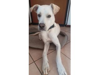 GANDALF, 1 ANNO E MEZZO LA FAMIGLIA NON LO VUOLE E PIU'!