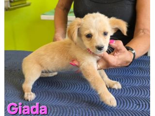 GIADA,cucciola mix volpino breton