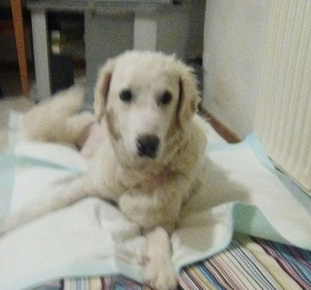 BIANCA, meravigliosa cucciolona di maremmano - Foto 6