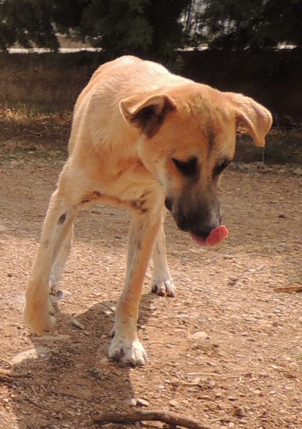 PARIDE, adozione per un cane speciale - Foto 5